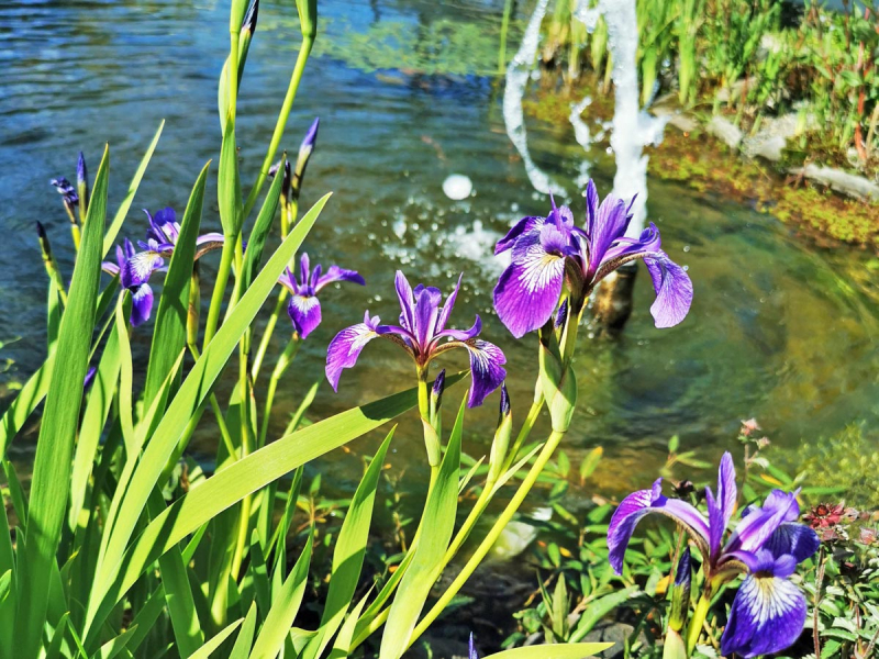 Sumpfschwertlilie blau - Iris versicolor
